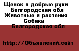 Щенок в добрые руки - Белгородская обл. Животные и растения » Собаки   . Белгородская обл.